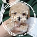 김해 강아지분양 베베몽 | 김해 강아지분양 후기 믿을 수 있어요