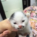 홍익동물병원 이미지