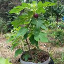 이수준 농장 이미지