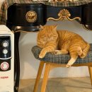 한터초등학교 | 용인 양지면 두쫀쿠, 피칸파이 맛집 카페 오늘도