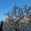 혁신코끼리약국 이미지