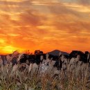 하늘공원 이미지