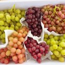 초록농장 이미지