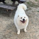 산책헤나 이미지