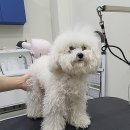 오늘도이쁘개 이미지