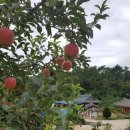 장수 사과즙&amp;토마토즙 이미지