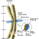 히스톤(HisTone) | 세포주기(cell cycle)