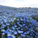 ***네모필라 피는 연보라빛 꽃언덕에서~일본 히타치해변 공원)*** 이미지