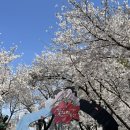 꽃보라동산 | 대구 벚꽃 맛집 꽃보라동산(25.3.30) &amp; 카페 어펙션 후기