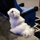 (주)청모터스 | 라떼랑 인생 첫 “시네멍” 경험 🎬🐶