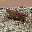 아침이슬펜션민박 이미지