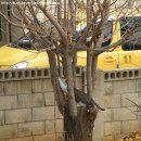당당이네
