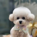 아꼬아 펫 살롱 이미지