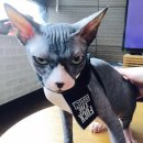 소양이네 이미지