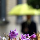 봄꽃에서첫눈까지 이미지