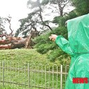 아이고오~~~~!!! 용송이 뽑혔대요. 정이품송 가지도... 이미지