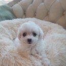 도그마루 고양이강아지 청주점 이미지