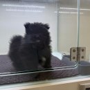 삼호동부로 | 울산말티폼분양 퍼피스인