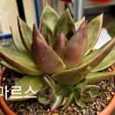마르스