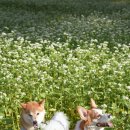 애견가을농장 이미지