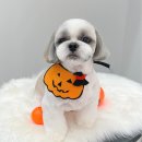 몽트라슈 이미지