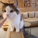 고양이PC&카페 | 서울 고양이카페 고양이 덕후라면 방문하기 좋은 핫플 모카카페