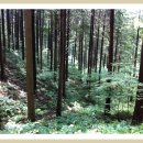 편백나무숲 이미지