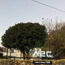 사림동123 | 사림동카페 솔직후기 전시와 디저트 모두 만족스러운 공간