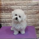 뽀송이네 펫살롱 이미지