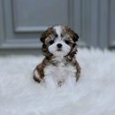 네코스토리 (서울 본점) 고양이 무료 분양 | 문정동말티츄분양 인생 강아지 만날 운명적인 이야기