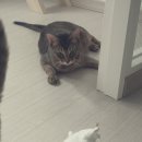 코코보노 고양이호텔 이미지