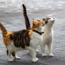 안양동물병원 이미지