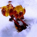 이른봄의 서정 이미지