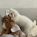 바나유치원