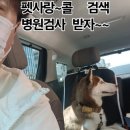 펫사랑 콜 네이버블로그