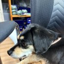 시흥자인한방병원 | 시흥 애니온동물병원 강아지 건강검진 후기 심장초음파 후 심장약 시작