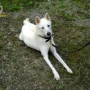 쪼쪼애견 이미지