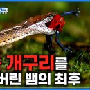 독화살 개구리 이미지