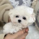 화이트 퍼피 켄넬 이미지