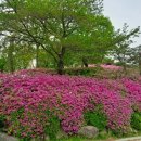 철쭉동산 이미지