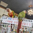 앵무세상 이미지