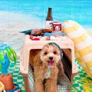 놀러오개 애견유치원 애견호텔 동대문점 이미지