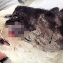 위더스동물의료센터 이미지