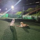 애견운동공원(하절기) 티스토리