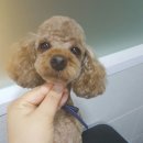 마곡나무 동물병원 이미지