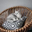 라탄공예(입문) 이미지