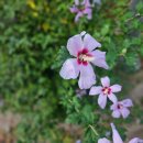 대화인조잔디구장 | 고양시 대화레포츠공원 인조잔디구장과 체육시설