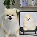 반려견 아트돌 인형_포메라니안 루시_주문제작 후기