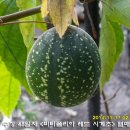 수정-48 이미지