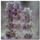 우단석남 또는 램즈이어(Lamb's Ear) 이미지